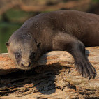 Giant river otter in Cristalino Reserve, Brazil.
