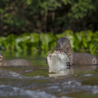 Giant river otter in Cristalino Reserve, Brazil.