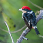 Black-girdled barbet in Cristalino Reserve, Brazil.