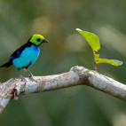 Paradise tanager in Cristalino Reserve, Brazil.
