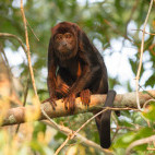 Red-handed howler monkey in Cristalino Reserve, Brazil.