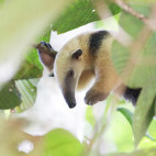 Southern tamandua in Cristalino Reserve, Brazil.