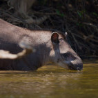 Brazilian tapir in Cristalino Reserve, Brazil.