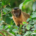 Tufted capuchin in Cristalino Reserve, Brazil.