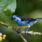 Turquoise tanager in Cristalino Reserve, Brazil.