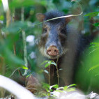 White-lipped peccary in Cristalino Reserve, Brazil.