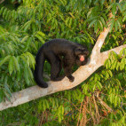 White-nosed saki monkey in Cristalino Reserve, Brazil.