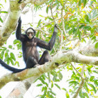 White-whiskered spider monkey in Cristalino Reserve, Brazil.