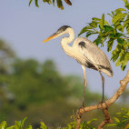 Cocoi heron in Brazil.