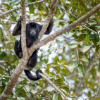 Howler monkey in Brazil.