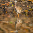 Sunbittern in Brazil.