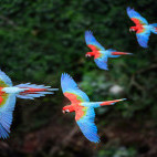 Red-and-green macaws in Brazil.