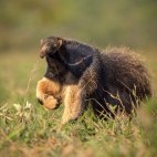 Giant anteater in Brazil.