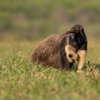 Giant anteater in Brazil.