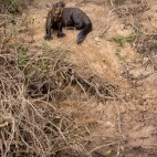 Giant river otter in Brazil.