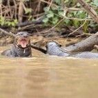 Giant river otter in Brazil.