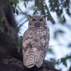 Great horned owl in Brazil.
