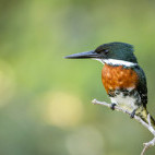 Green kingfisher in Brazil.