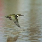 Green kingfisher in flight in Brazil
