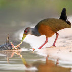 Grey-necked woodrail in Brazil.