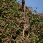 Howler monkey in Brazil.