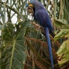 Hyacinth macaw in Brazil.