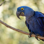Hyacinth macaw in Brazil.