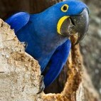 Hyacinth macaw in Brazil.