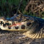 Yacare caiman in Brazil.