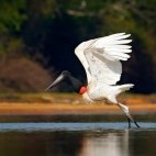 Jabiru in flight in Brazil