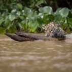 Jaguar cub in Brazil.