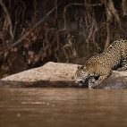 Jaguar in the Pantanal.
