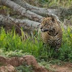 Jaguar in the Pantanal.