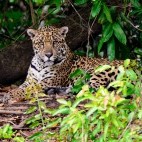 Jaguar in Brazil