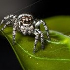 Jumping spider in Brazil.