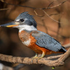 Ringed-kingfisher in Brazil.