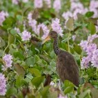 Limpkin in the Pantanal, Brazil.