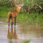 Marsh deer stag in Brazil.