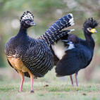 Bare-faced curassow in Brazil.