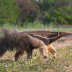 Giant anteater
