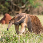 Giant anteater in Brazil.