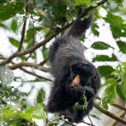 White-nosed saki in Brazil.