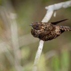 Rufous nightjar in the Amazon, Brazil.