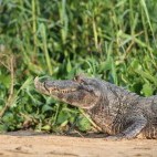 Yacare caiman in the Pantanal, Brazil.
