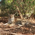 Jaguar in the Pantanal, Brazil.