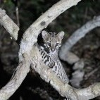 Ocelot in the Pantanal, Brazil.