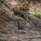Jaguar in North Pantanal, Brazil.