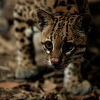 Ocelot in Brazil.