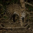 Ocelot in Brazil.