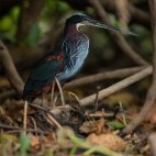 Agami heron in the Pantanal.